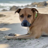 Entry image for Rudi