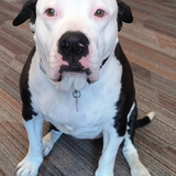 Entry image for Goober