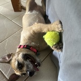 Entry image for Tally Tini