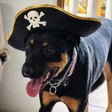 Entry image for Frankie