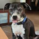 Entry image for Chili 🌶️ pupper