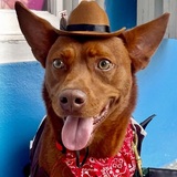 Entry image for Cooper