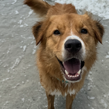 Entry image for Bear