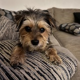 Entry image for Jett