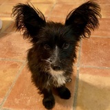 Entry image for Rémy