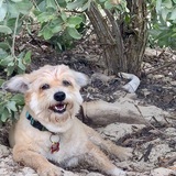 Entry image for Mooshie