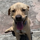 Entry image for Chewie