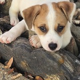 Entry image for Tiger