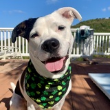 Entry image for Tiki