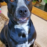 Entry image for Sophie