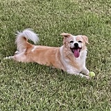 Entry image for Lily