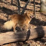 Entry image for Shelby