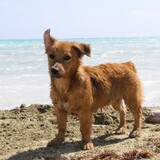 Entry image for Corvette 