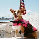 Entry image for Pinky