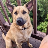 Entry image for Bamboo