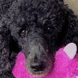 Entry image for Luna