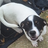 Entry image for Bella