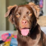 Entry image for Jade