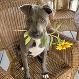 Entry image for Croix