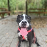 Entry image for Shiloh