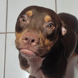 Entry image for Pumpkin