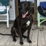 Entry image for Lobo