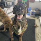 Entry image for Charlie Nubbins