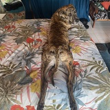 Entry image for Mack