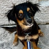 Entry image for Jack Sparks Croix