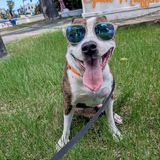 Entry image for Spud Muffin