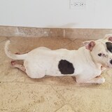 Entry image for Petey