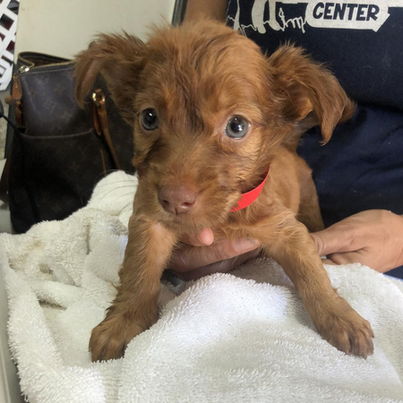 Entry image for Cera. Clicking this image will show a larger photo