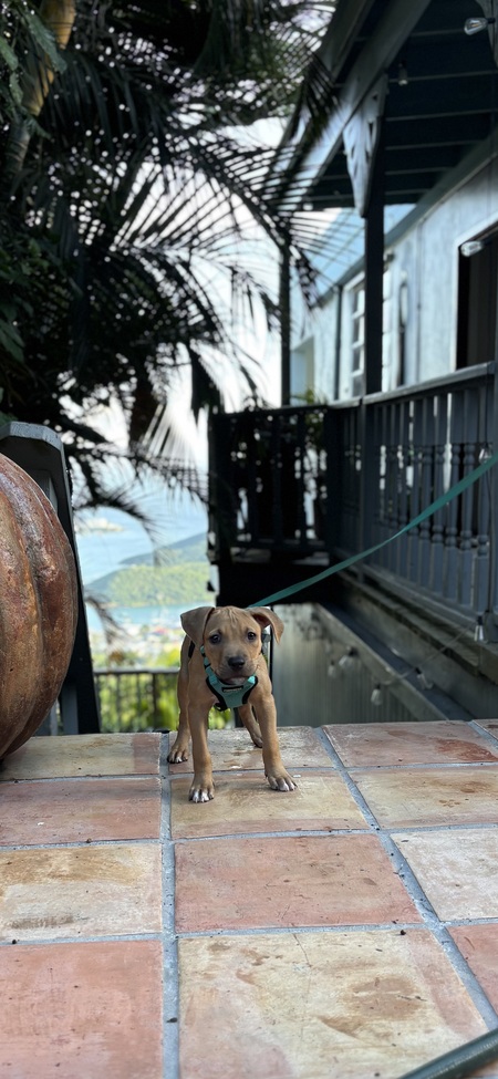 Entry image for Bodhi. Clicking this image will show a larger photo