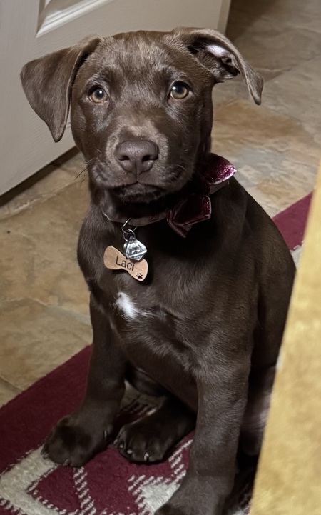 Entry image for Laci. Clicking this image will show a larger photo