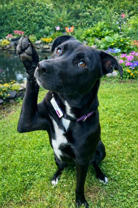 Entry image for Nova. Clicking this image will show a larger photo