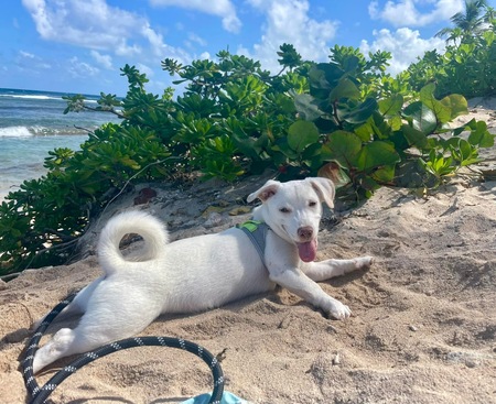 Entry image for Chowder. Clicking this image will show a larger photo