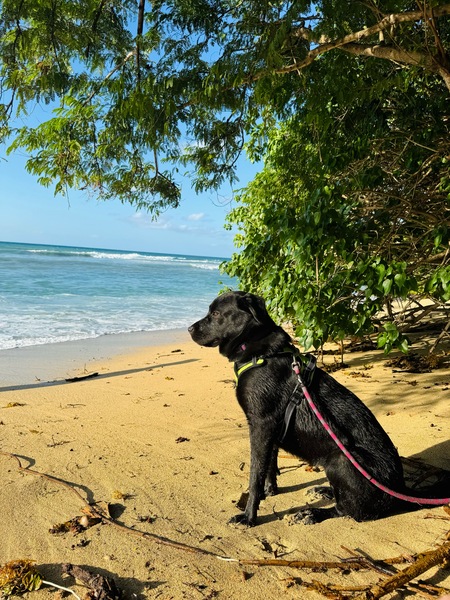 Entry image for Anna Banana. Clicking this image will show a larger photo