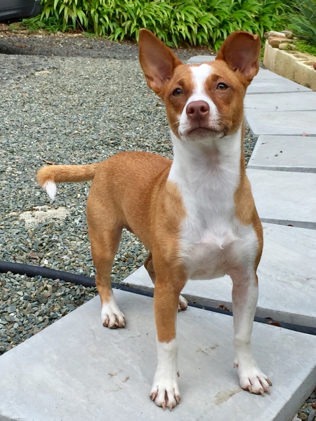 Entry image for Cocoa . Clicking this image will show a larger photo