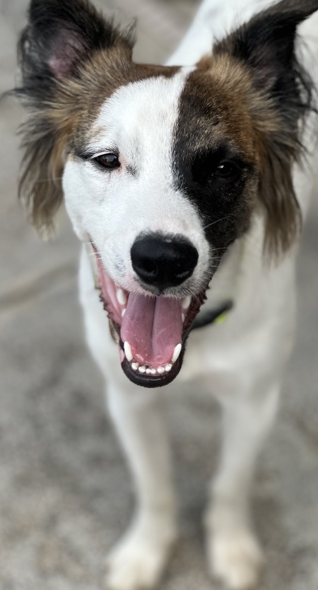 Entry image for Sailor . Clicking this image will show a larger photo