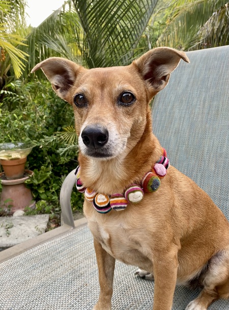 Entry image for Zingiber . Clicking this image will show a larger photo