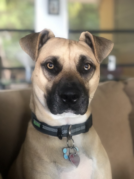 Entry image for Geronimo *Nimo*. Clicking this image will show a larger photo