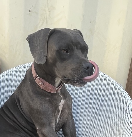 Entry image for Sierra. Clicking this image will show a larger photo