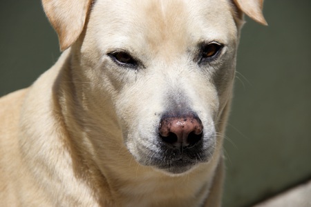 Entry image for Buddy. Clicking this image will show a larger photo