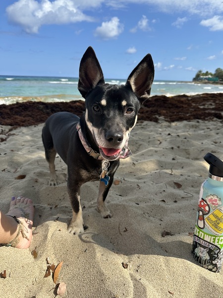 Entry image for Ravioli . Clicking this image will show a larger photo