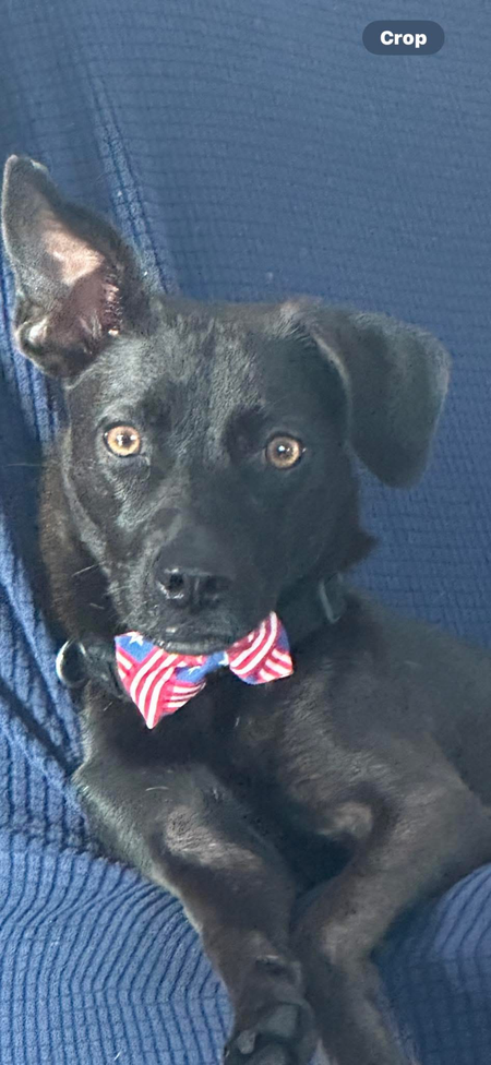 Entry image for Handsome Dan. Clicking this image will show a larger photo