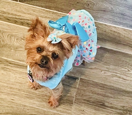 Entry image for Bella . Clicking this image will show a larger photo