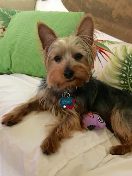 Entry image for Zuma. Clicking this image will show a larger photo