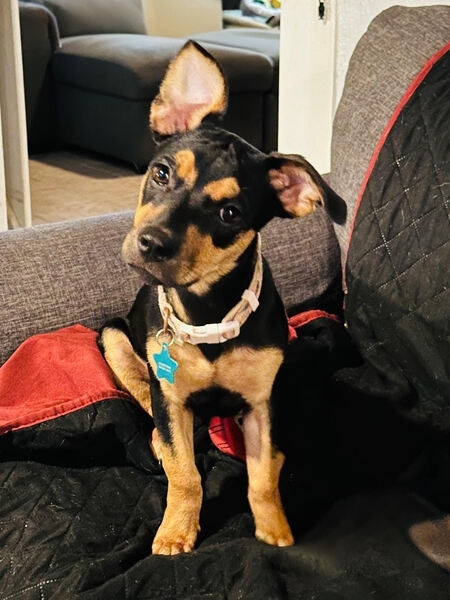 Entry image for Mia Maxine Olivine Tini Elizabeth (AKA: Mia). Clicking this image will show a larger photo