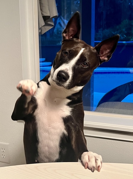 Entry image for Luna. Clicking this image will show a larger photo