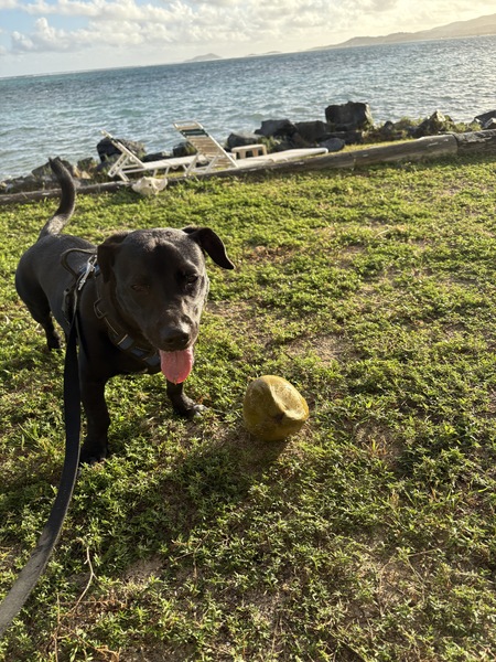 Entry image for Rocket . Clicking this image will show a larger photo